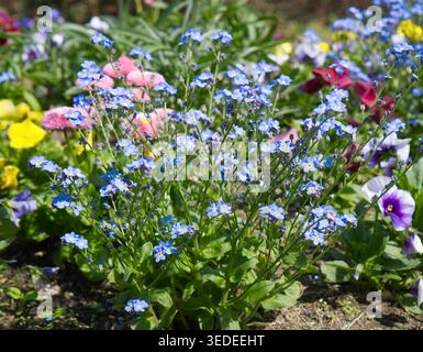 Blu Forget-me-nots (Myosotis) e colorate padelle in un'aiuola primaverile. Foto Stock