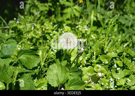 Testa di semi maturi e soffici di un dente di leone comune (Taraxacum officinale) Foto Stock