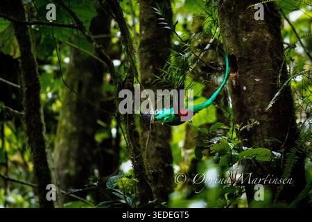 Il bellissimo uccello che risplende Quetzal, Pharomachrus mocinno, in volo nella foresta nebulizzata del Parco Nazionale di la Amistad, provincia di Chiriqui, Panama. Foto Stock