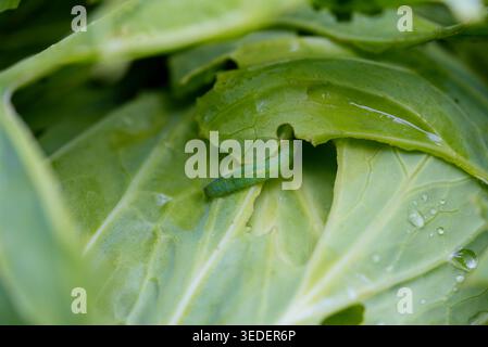 Verme di cavolo verde bruco consuma una foglia di cavolo organico fresco in un giardino, creando buchi e danni evidenti, rappresentando un comune problema di parassiti agricoli Foto Stock