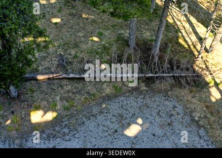 Un drone ad angolo alto di un pino asciutto e caduto che giace sul pavimento della foresta. L'immagine mostra la trama del terreno, del muschio e delle ombre in posizione eretta Foto Stock