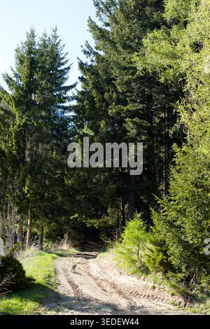Un sentiero sterrato panoramico con tracce di pneumatici che si snodano in una lussureggiante foresta verde di abeti rossi e pini. Soleggiata giornata estiva in montagna o in campagna. Foto Stock