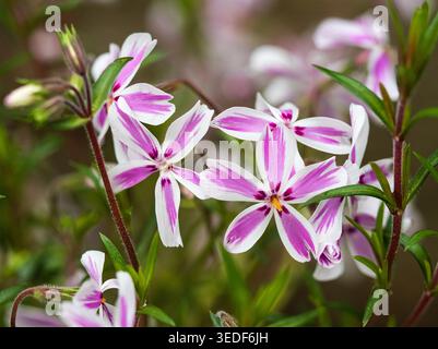 Flwers tarda primavera del robusto muschio perenne phlox, Phlox subulata "Candy Stripe" Foto Stock
