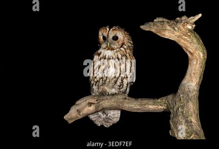 Gufo Tawny, nome scientifico: Strix Aluco, primo piano di un Gufo Tawny adulto di notte, arroccato su un ramo di albero e rivolto verso la parte anteriore. Orizzontale. Copia spazio Foto Stock