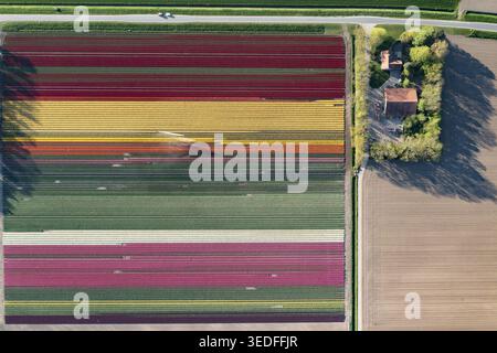 Vista aerea di vivaci file di campi di tulipani in fiore in vari colori accanto a una fattoria e a una strada rurale a Flevopolder, Lelystad, Flevoland, Netherl Foto Stock