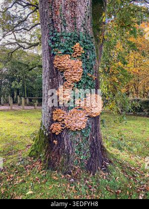 fungo dell'albero Foto Stock