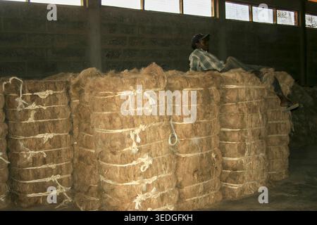 Lavoratore dell'Africa orientale che si ferma su grandi pile di balle di fibre di sisal grezze naturali, impacchettate e pronte per l'esportazione da un magazzino o da uno stabilimento di trasformazione in K Foto Stock