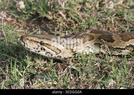 Pitone di roccia africana (Python sebae) che riposa su terreno asciutto, mostrando intricate scaglie marroni e occhio vigile nell'habitat della savana keniota, non Foto Stock