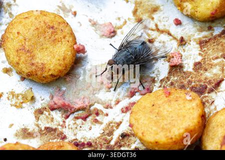 La mosca si nutre di cibo residuo, diffondendo germi e condizioni non sanitarie Foto Stock