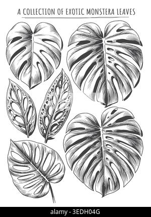 Una splendida collezione di esotiche foglie di Monstera, con varietà Deliciosa e Adansonii, in un meticoloso stile di incisione vintage. Molto ricercato Illustrazione Vettoriale