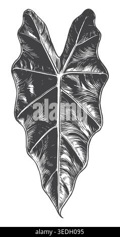 Una meticolosa incisione di una foglia tropicale ondulata di Alocasia. Ideale per branding a tema giungla, etichette di prodotti di bellezza biologici e fiori esotici Illustrazione Vettoriale