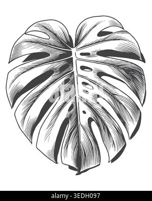 Un'incisione splendidamente dettagliata di un'ampia foglia di Monstera divisa. Un'eccellente risorsa grafica per il confezionamento di prodotti organici e l'arredamento ecocompatibile degli interni Illustrazione Vettoriale