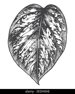 Un meticoloso schizzo vintage di una variegata foglia di Pothos a forma di cuore. Ideale per il branding cosmetico organico, prodotto ecocompatibile p Illustrazione Vettoriale