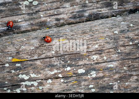 Ladybugs su superficie in legno con dettagli naturali. Foto Stock