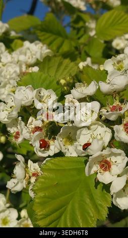 Due coccinelle su delicati fiori bianchi con centri gialli e stami rossi circondati da foglie verdi alla luce del sole, a simboleggiare l'armonia primaverile Foto Stock