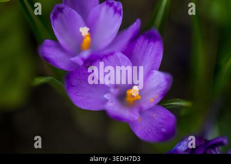 Due croci viola si aprono fianco a fianco, rivelando stami arancioni brillanti e piccoli grani di polline. Un tenero macro ritratto di fiori di compagnia che si illumina in s. Foto Stock