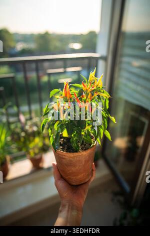 Peperoncino piccante in pentola. Tenere a mano la pentola vicino al giardino del balcone. Raccolto a casa, agricoltura al chiuso Foto Stock