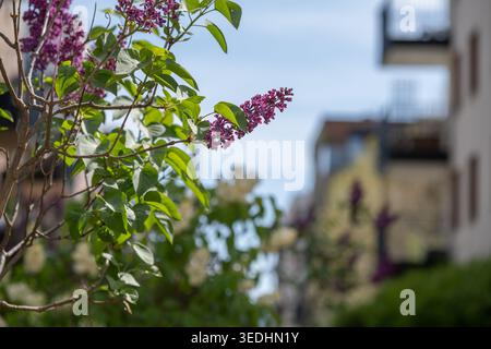 Fiori lilla viola che fioriscono in un'area residenziale urbana con condomini sullo sfondo. Concetto di stagione primaverile, vegetazione cittadina e paesaggi Foto Stock