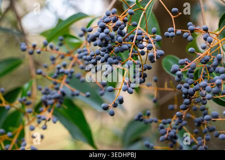 Primo piano di bacche blu mature di Ligustrum lucidum su un ramo, morbido. Foto Stock
