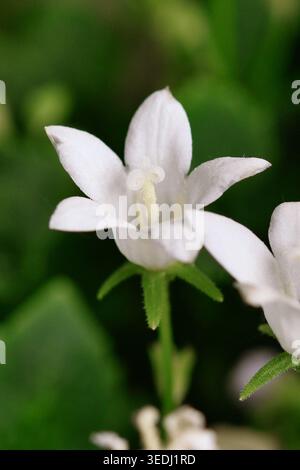 Primo piano del fiore di Campanula Poscharskyana bianco che mostra la stanchezza dettagliata e la pistola Foto Stock