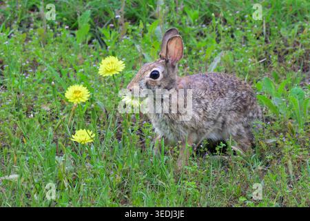 Giovane coniglio di coda di cotone orientale (Sylvilagus floridanus) che mangia fiori di falso dente di leone del Texas (Pyrrhopappus pauciflorus) in un prato, Austin, Texas Foto Stock
