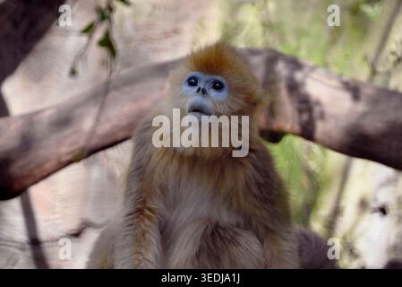 una simpatica scimmia dal naso dorato guarda nello zoo Foto Stock