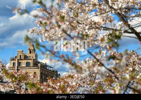 Un edificio storico visto attraverso i rami in fiore dei ciliegi a Kyoto, in Giappone Foto Stock