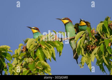 European Bee-Eater - Merops apiaster, splendido uccello colorato originario dei cespugli e dei prati di Europa, Africa e Asia. Foto Stock