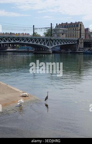 Un airone grigio e cigni bianchi sulla riva del fiume Saone a Lione con il ponte ferroviario Quarantaine sullo sfondo. Foto Stock