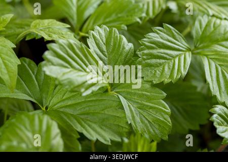 Le piantine di fragole hanno un aspetto fresco, una fitta piantina di arbusti di frutti verdi con bordi di foglie frastagliati e una consistenza morbida sotto l'illuminazione artificiale con un Foto Stock