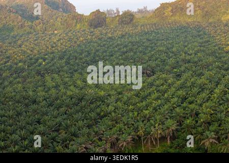 Vista aerea di una vasta piantagione verde di olio di palma che copre le colline nella provincia rurale della Thailandia, mostrando un paesaggio naturale tranquillo e sereno Foto Stock