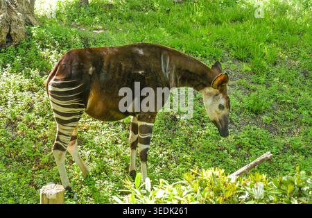 Tapir, zoo, Pfaffendorfer Straße, Lipsia, Sachsen, Germania Foto Stock