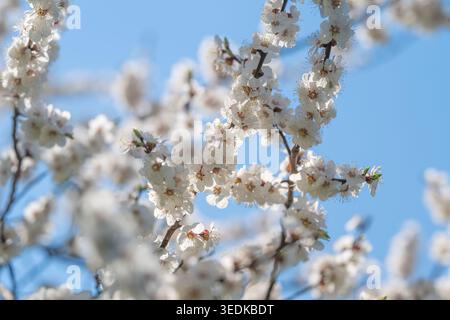 Petali illuminati dal sole che si illuminano sul blu, texture traslucide e calde sfumature, atmosfera eterea primaverile, foglie fresche che sbirciano, composizione luminosa Foto Stock