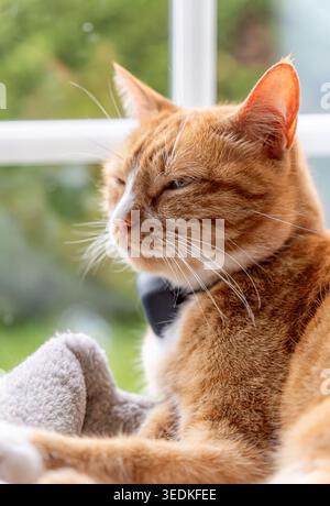 Gatto arancione che si rilassa vicino alla finestra godendosi la calda luce del sole Foto Stock
