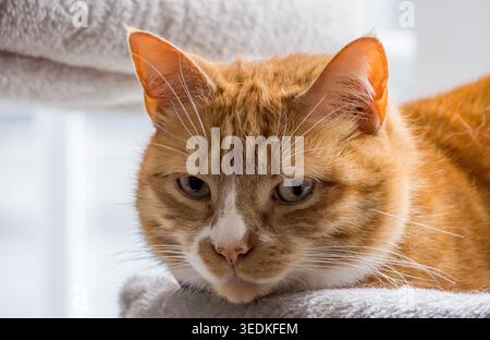 Gatto dello zenzero domestico che si rilassa su un letto per animali domestici che guarda avanti Foto Stock