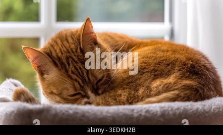 Un gatto arancione che dorme sonni tranquilli a casa, un animale domestico accogliente Foto Stock
