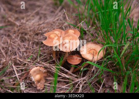 un gruppo di piccoli funghi fati bruni che crescono in un campo di erba secca e verde in una bella giornata autunnale Foto Stock