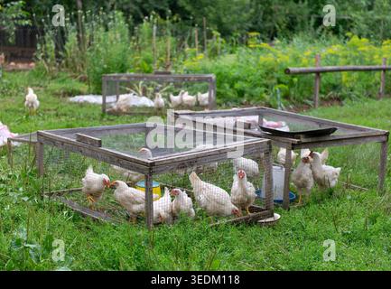 Gruppo di polli in gabbie all’aperto in piccole aziende agricole, concetto di allevamento avicolo da cortile, agricoltura e stile di vita rurale. Foto Stock