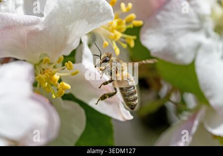 Primo piano di un'ape del miele volante (Apis mellifera) in una fioritura di mele bianche Foto Stock