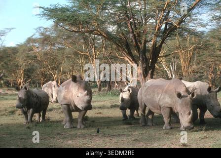 Rinoceronte nero (Diceros bicornis), riserva Masai Mara, Kenya Foto Stock
