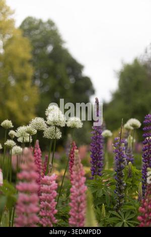 Lupine e allium fioriscono insieme in un giardino. Foto Stock
