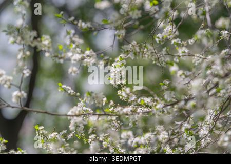 Ripetere il motivo con fiori delicati. Primo piano di piccoli fiori in un design ripetuto. Messa a fuoco morbida disposizione densa di fiori in miniatura come testo di sfondo Foto Stock
