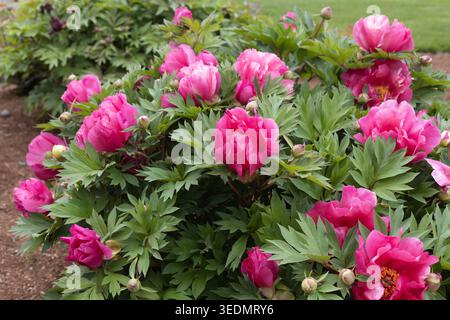 Arbusto di peonia "anguria". Foto Stock