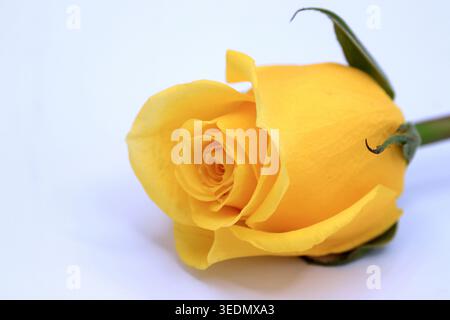 Una splendida rosa gialla vibrante su sfondo bianco. Foto Stock