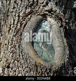 Grande e distinta cavità illuminata dal sole su un'aspra corteccia di un vecchio albero da vicino Foto Stock