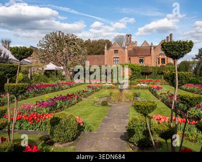 Chenies Manor ha affondato il giardino dalla cima dei gradini, guardando verso il maniero Tudor sopra i prati attraverso i bordi dei tulipani e la topiaria. Foto Stock