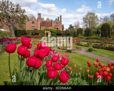Chenies Manor, giardino sommerso che guarda verso la casa con il sole pomeridiano in aprile. Festival dei tulipani con petali rossi, viola e arancioni che catturano la luce. Foto Stock