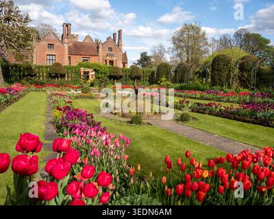 Chenies Manor, giardino sommerso che guarda verso la casa con il sole pomeridiano in aprile. Festival dei tulipani con petali rossi, viola e arancioni che catturano la luce. Foto Stock