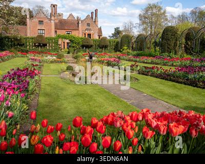 Chenies Manor, giardino sommerso che guarda verso la casa con il sole pomeridiano in aprile. Festival dei tulipani con petali rossi, viola e arancioni che catturano la luce. Foto Stock