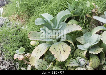 Penwiper Plant (Kalanchoe marmorata) noto anche come Spotted Kalanchoe Foto Stock